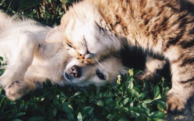 How Pets Can Help Your Mental Health