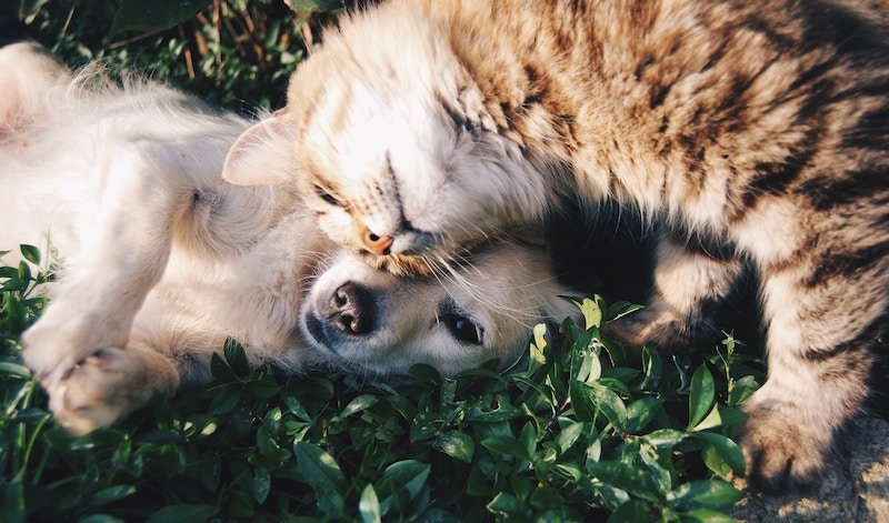 How Pets Can Help Your Mental Health